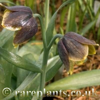 Fritillaria davisii