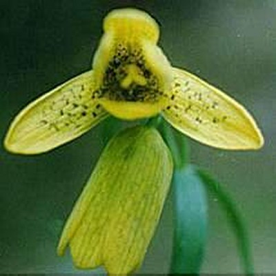 Fritillaria delavayi