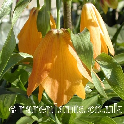 Fritillaria eduardii citron bells