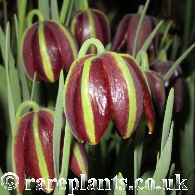 Fritillaria graeca