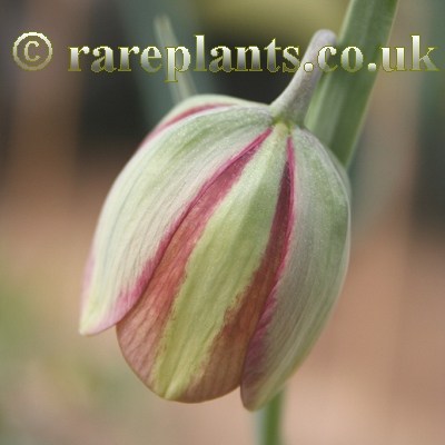 Fritillaria gussichiae