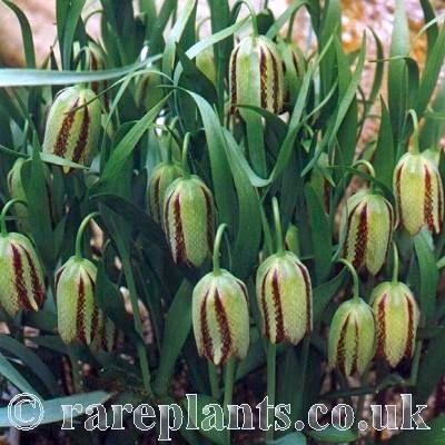 Fritillaria hermonis amana