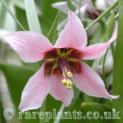 Fritillaria karelinii