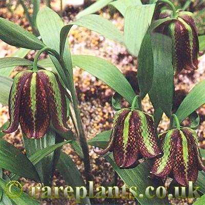 Fritillaria kotschyana
