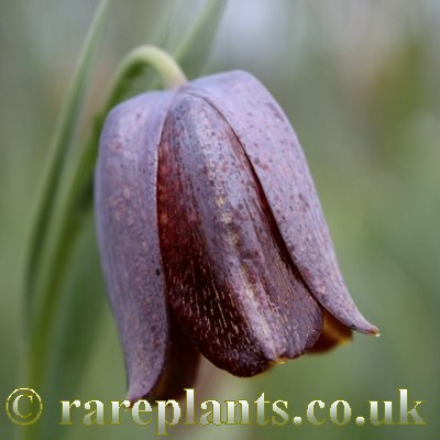 Fritillaria kurdica aragats