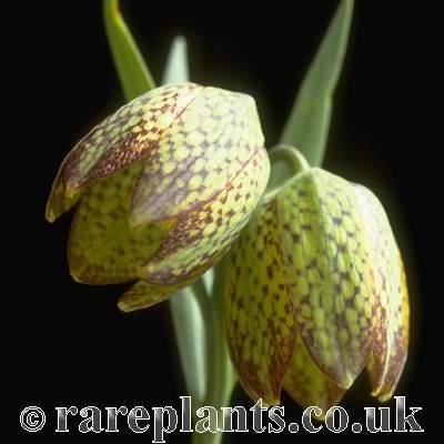 Fritillaria kurdica
