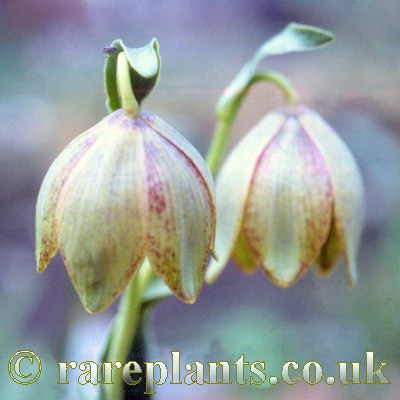 Fritillaria kurdica Titan