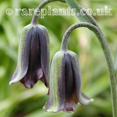 Fritillaria latakiensis