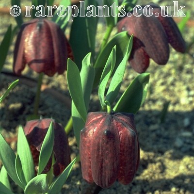 Fritillaria latifolia