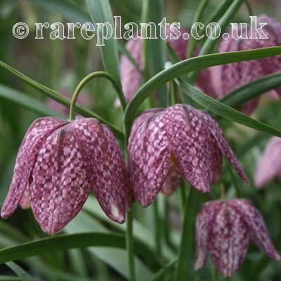 Fritillaria meleagris Saturnus