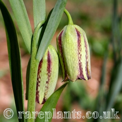 Fritillaria messanensis gracilis