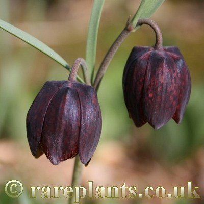 Fritillaria nigra
