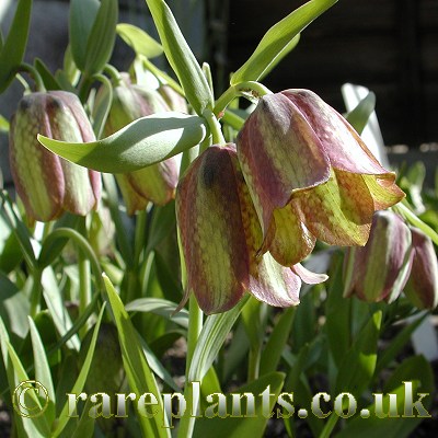 Fritillaria pontica substipelata JJA.502.102