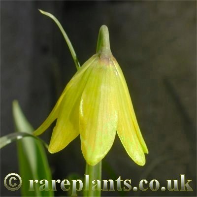 Fritillaria pudica