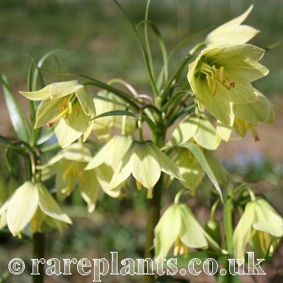 Fritillaria raddeana