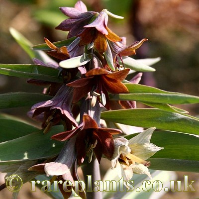 Fritillaria sewerzowii Black Bear