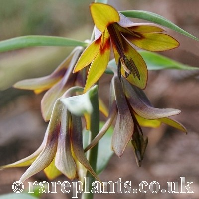Fritillaria sewerzowii Ornament comp
