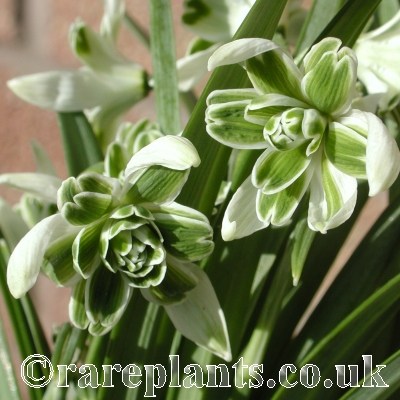 Galanthus Blewbury Tart