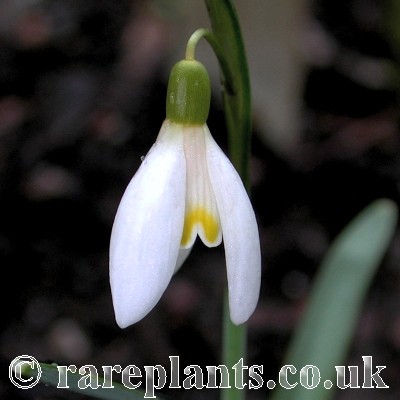 Galanthus Blonde Inge