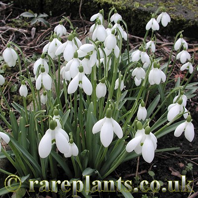 Galanthus Brenda Troyle