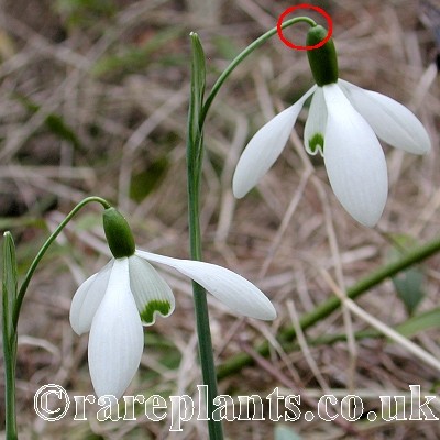 Galanthus Galatea