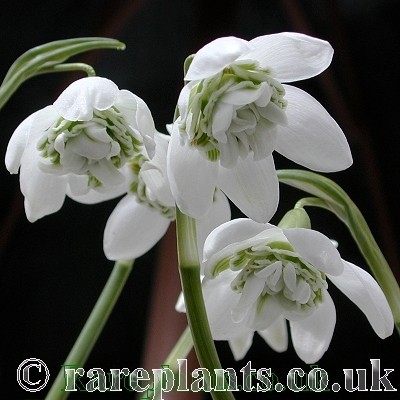 Galanthus Hill Poë
