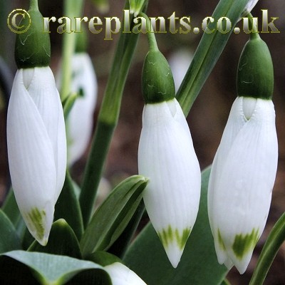 Galanthus Ivy Cottage Greentip