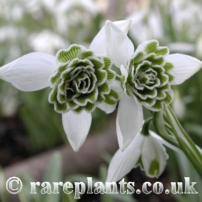 Galanthus Lavinia