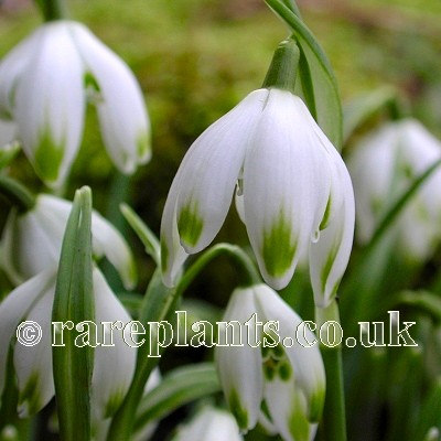 Galanthus Pusey Green Tips