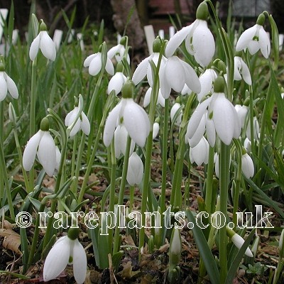 Galanthus Straffan