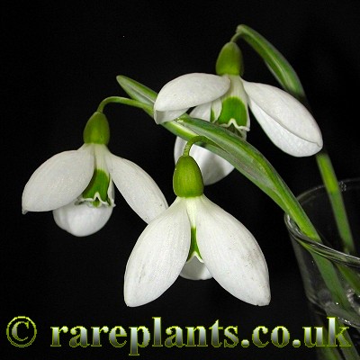 Galanthus plicatus Warham