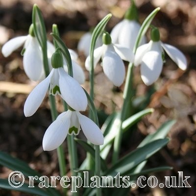 Galanthus plicatus Bolu Shades