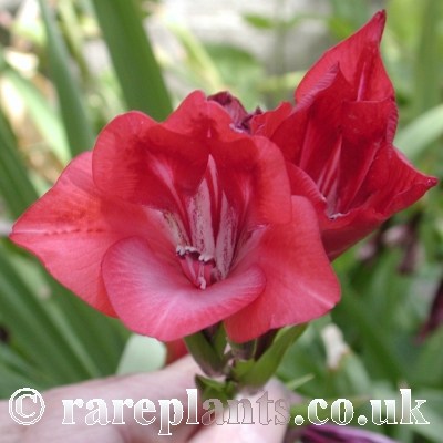 Gladiolus flanaganii