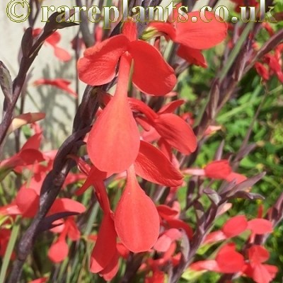Gladiolus splendens