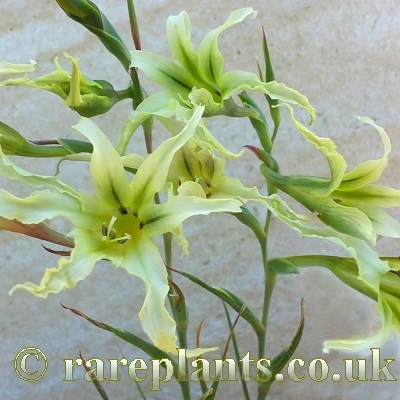 Gladiolus undulatus