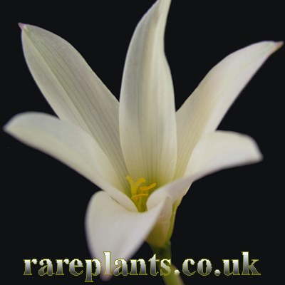 Habranthus magnoi