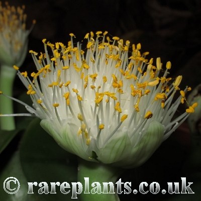 Haemanthus albiflos