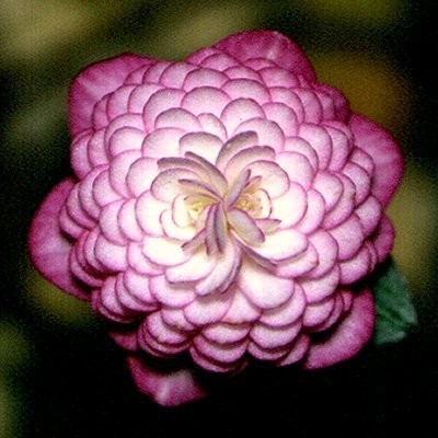 Hepatica Anjyu