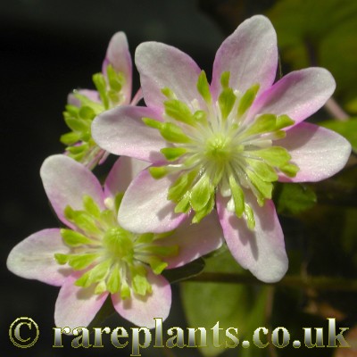 Hepatica Asahi