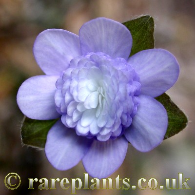 Hepatica Houkan