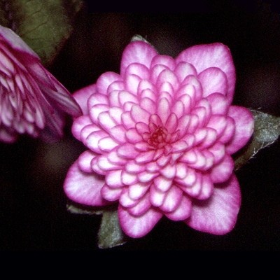 Hepatica Kiko