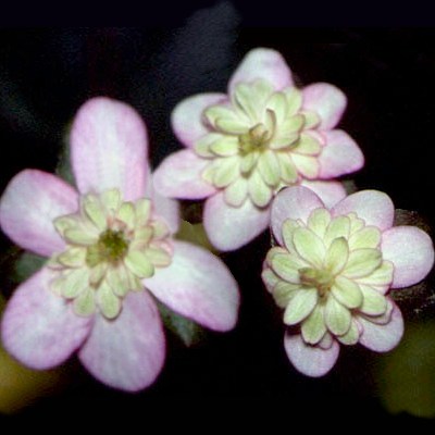 Hepatica japonica Koshino Maboroshi
