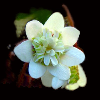 Hepatica japonica Kotobukihime