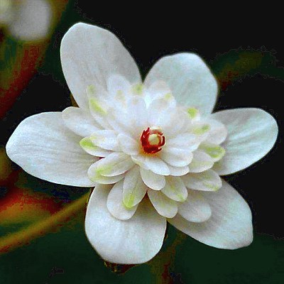 Hepatica japonica Sennin