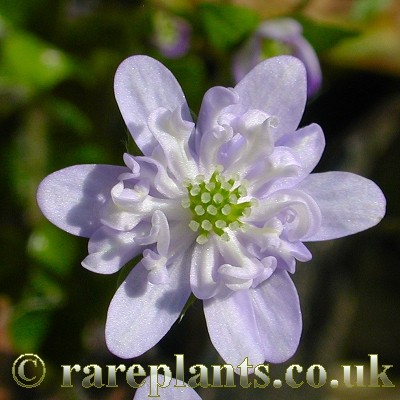 Hepatica Getsurin