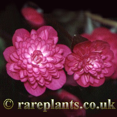 Hepatica japonica Hohobeni