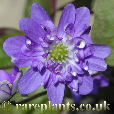 Hepatica Kagura