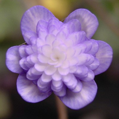 Hepatica japonica Kimon