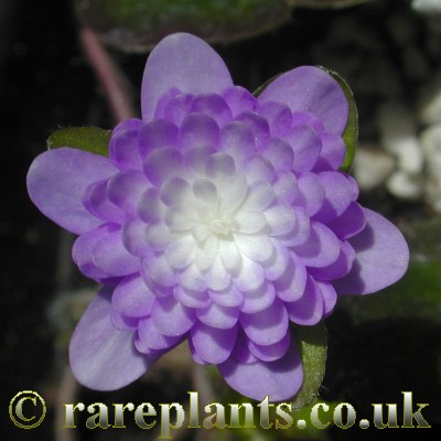 Hepatica Ruri