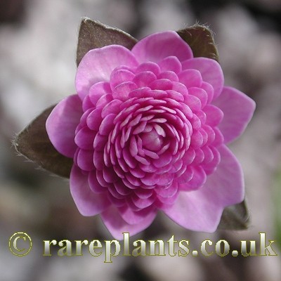 Hepatica Suika